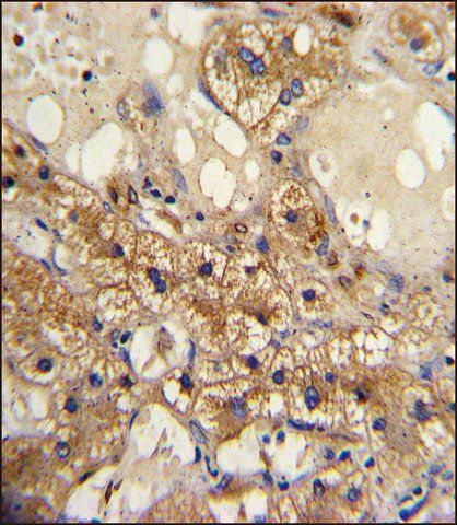 ANTI-CYP20A1 (C-TERM) antibody produced in rabbit