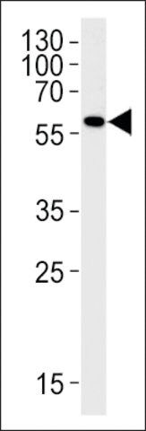 ANTI-DANRE MAO (CENTER) antibody produced in rabbit