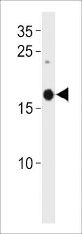 ANTI-DANRE SELM(C-TERMINAL) antibody produced in rabbit