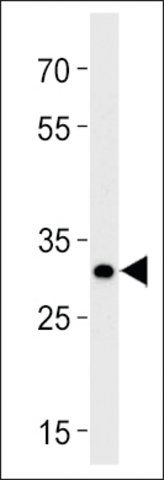 ANTI-DANRE HOXB8B(C-TERMINAL) antibody produced in rabbit