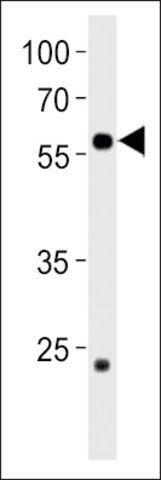 ANTI-DANRE CCDC149B(N-TERMINAL) antibody produced in rabbit