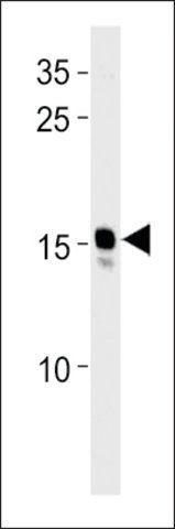 ANTI-DANRE NDUFAF3(N-TERMINAL) antibody produced in rabbit