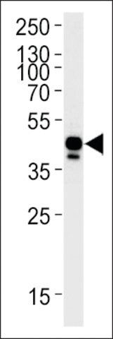 ANTI-DANRE EFNB2A (CENTER) antibody produced in rabbit