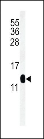 ANTI-DC13(N-TERMINAL) antibody produced in rabbit