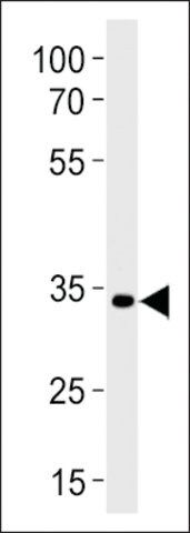 ANTI-DANRE PAX2A (CENTER) antibody produced in rabbit