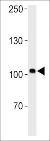 ANTI-DANRE HEG(C-TERMINAL) antibody produced in rabbit