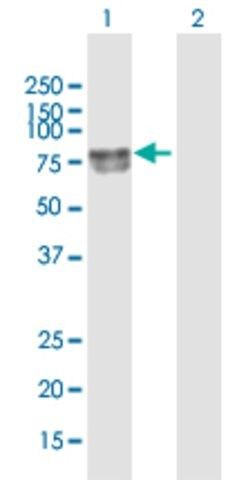 Anti-DBH antibody produced in rabbit