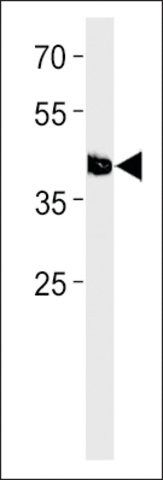 ANTI-DANRE TFAP2E(C-TERMINAL) antibody produced in rabbit