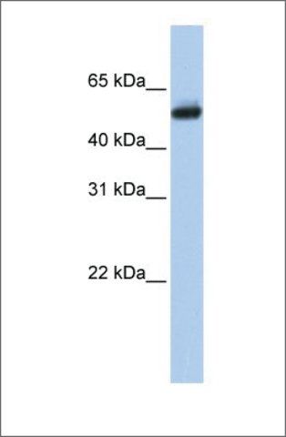 Anti-CYP4B1 antibody produced in rabbit