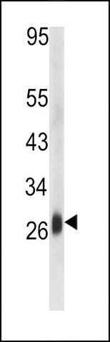 ANTI-DCL-1 (CENTER) antibody produced in rabbit