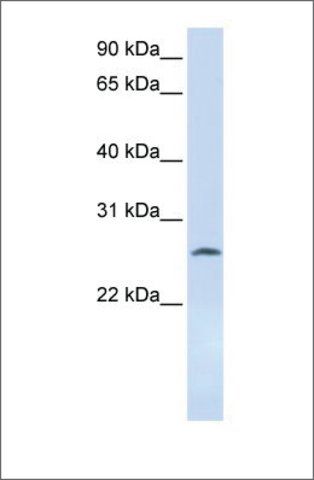 Anti-DCK (ab2) antibody produced in rabbit