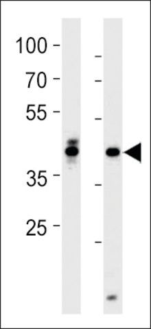 ANTI-DANRE HOXA1A (CENTER) antibody produced in rabbit