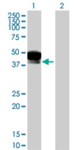 Anti-DCN antibody produced in mouse