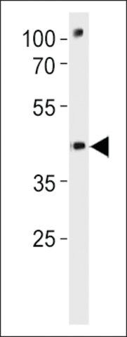 ANTI-DANRE POU3F3A(C-TERMINAL) antibody produced in rabbit