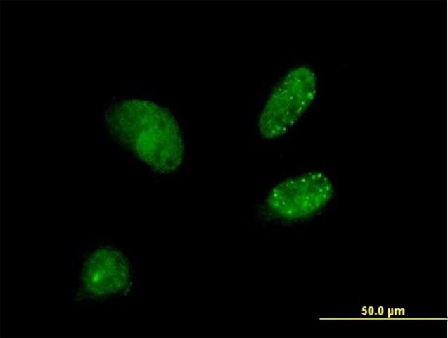 Anti-DCTN3 antibody produced in mouse