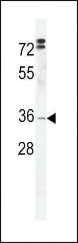 ANTI-DC12 (C-TERMINAL) antibody produced in rabbit