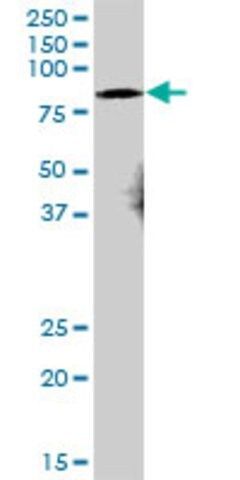 Anti-DCP1A antibody produced in mouse