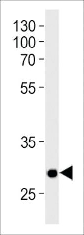 ANTI-DANRE HOXC9A(C-TERMINAL) antibody produced in rabbit