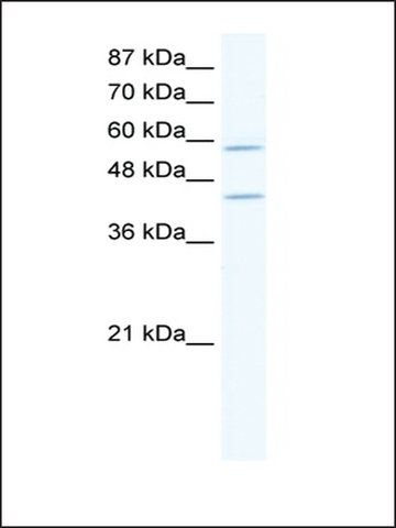 Anti-DCP1A (AB1) antibody produced in rabbit