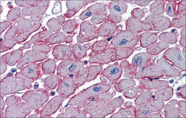 Anti-DCST1 antibody produced in rabbit