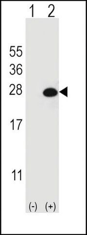 ANTI-DGCR6L (CENTER) antibody produced in rabbit