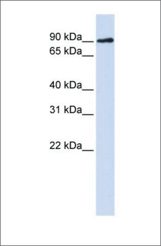 Anti-DCLRE1C (ab2) antibody produced in rabbit