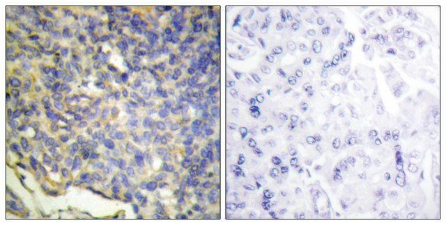 Anti-DFFA antibody produced in rabbit