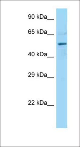 Anti-DCTN4 antibody produced in rabbit