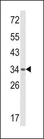 ANTI-BAT4(C-TERMINAL) antibody produced in rabbit