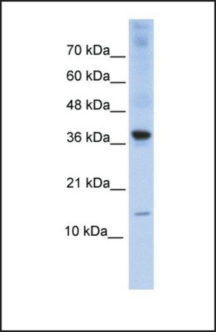 Anti-BATF antibody produced in rabbit