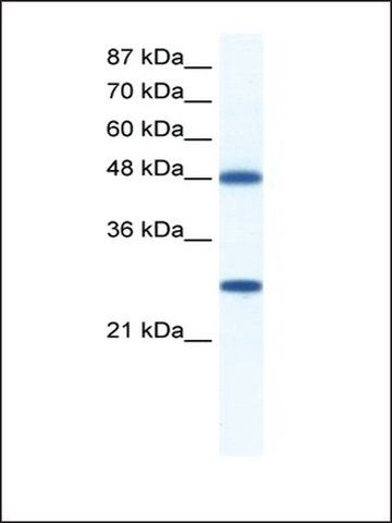 Anti-BAT1 antibody produced in rabbit