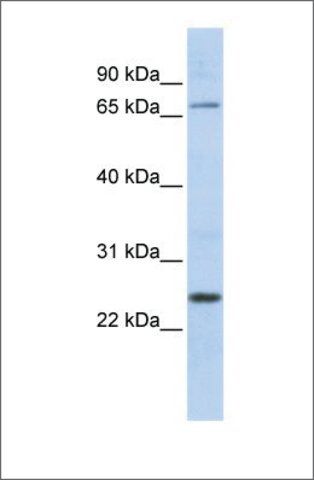 Anti-BC37295_3 antibody produced in rabbit