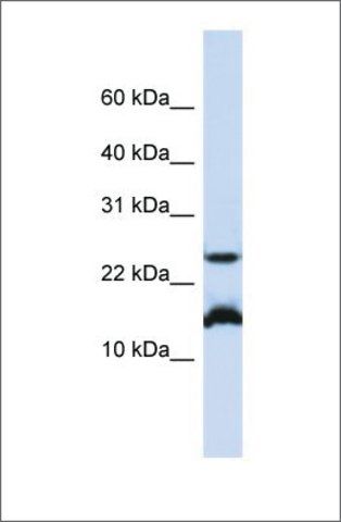 Anti-BATF antibody produced in rabbit