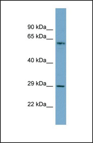 Anti-BATF2, (N-terminal) antibody produced in rabbit