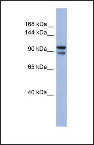 Anti-BBX antibody produced in rabbit