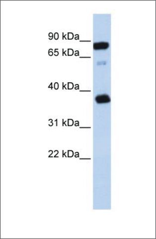 Anti-BCAP29 antibody produced in rabbit