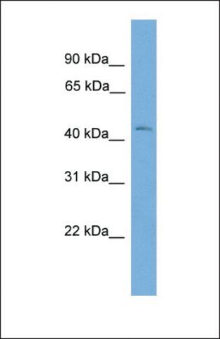 Anti-BXDC2 antibody produced in rabbit