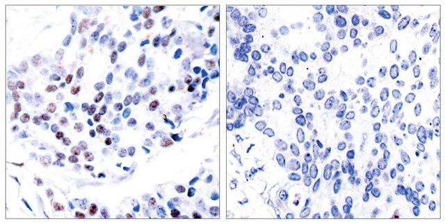 Anti-c-Jun antibody produced in rabbit