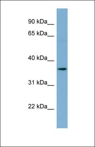 Anti-C1ORF75, (N-terminal) antibody produced in rabbit