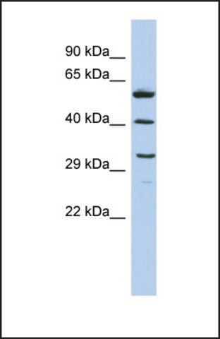 Anti-C1QTNF7 antibody produced in rabbit