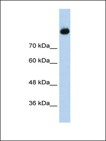 Anti-C2 (AB2) antibody produced in rabbit