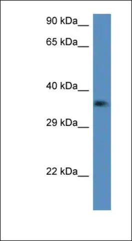 Anti-C1QTNF2 antibody produced in rabbit