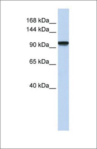 Anti-C21ORF66 (ab1) antibody produced in rabbit