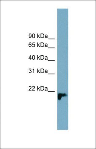 Anti-C1ORF93 antibody produced in rabbit