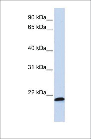 Anti-C21ORF56 antibody produced in rabbit