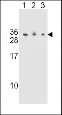 ANTI-C1QL4 (N-TERM) antibody produced in rabbit