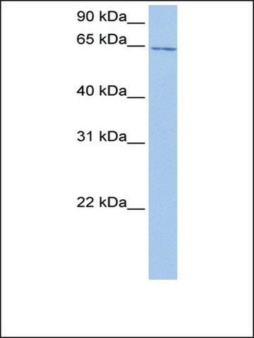 Anti-C2ORF42 (AB2) antibody produced in rabbit