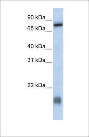 Anti-C21ORF13 (ab2) antibody produced in rabbit