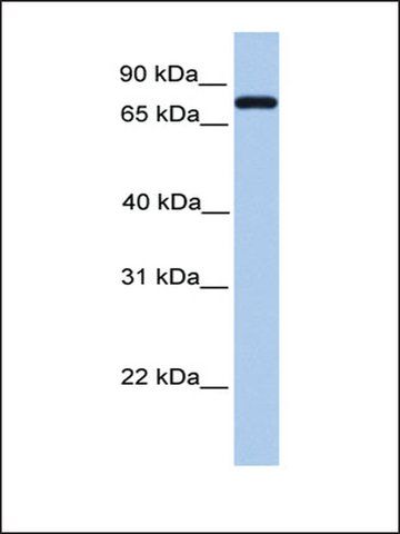 Anti-C2 (AB1) antibody produced in rabbit