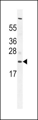 ANTI-C1QL3 (N-TERM) antibody produced in rabbit